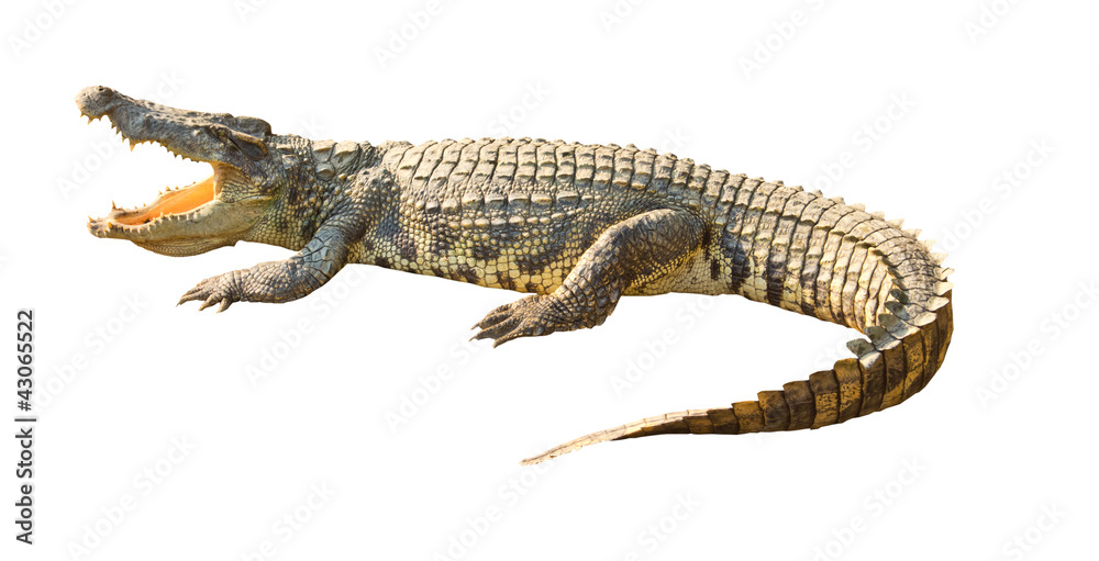 Obraz premium Niebezpieczne krokodyl otwarte usta na białym tle ze ścieżką przycinającą
