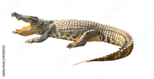 Fotografia Dangerous crocodile open mouth isolated with clipping path