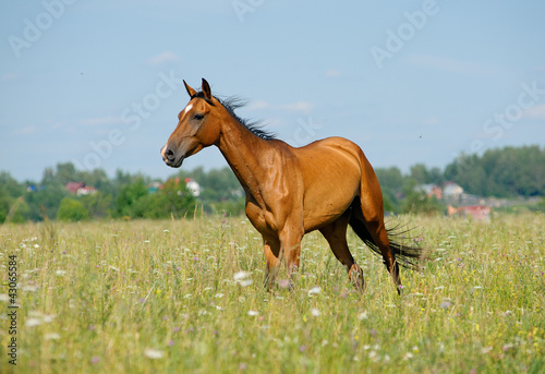 purebred horse in field