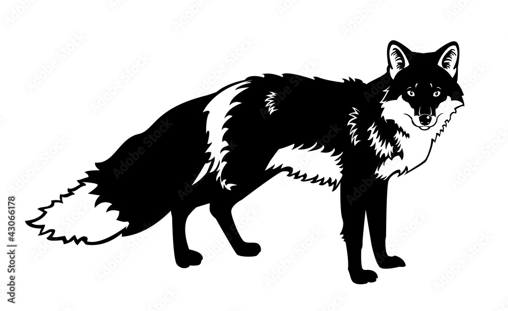 Obraz premium fox black white isolated on white background