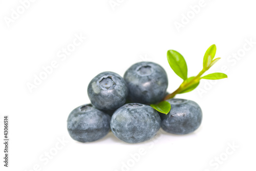 Bilberry with leaves on white background.
