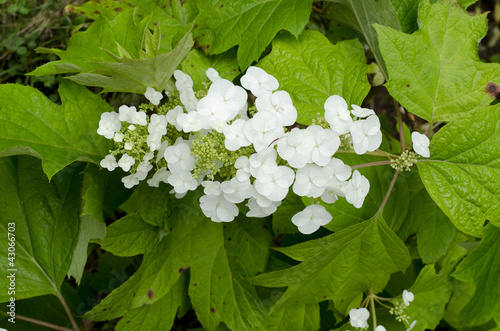 Hydrangea quercifolia / Hortensia à feuilles de chêne photo