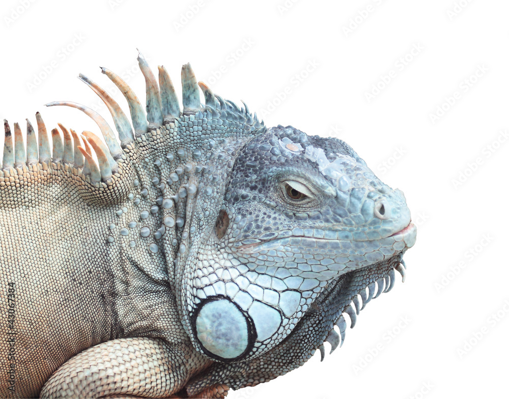Iguana Iguana