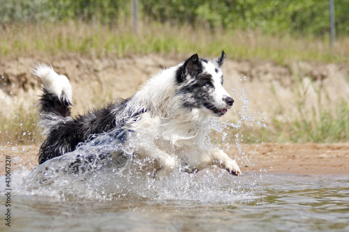 Australian Shepherd