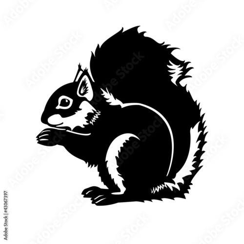 squirrel black white isolated on white background