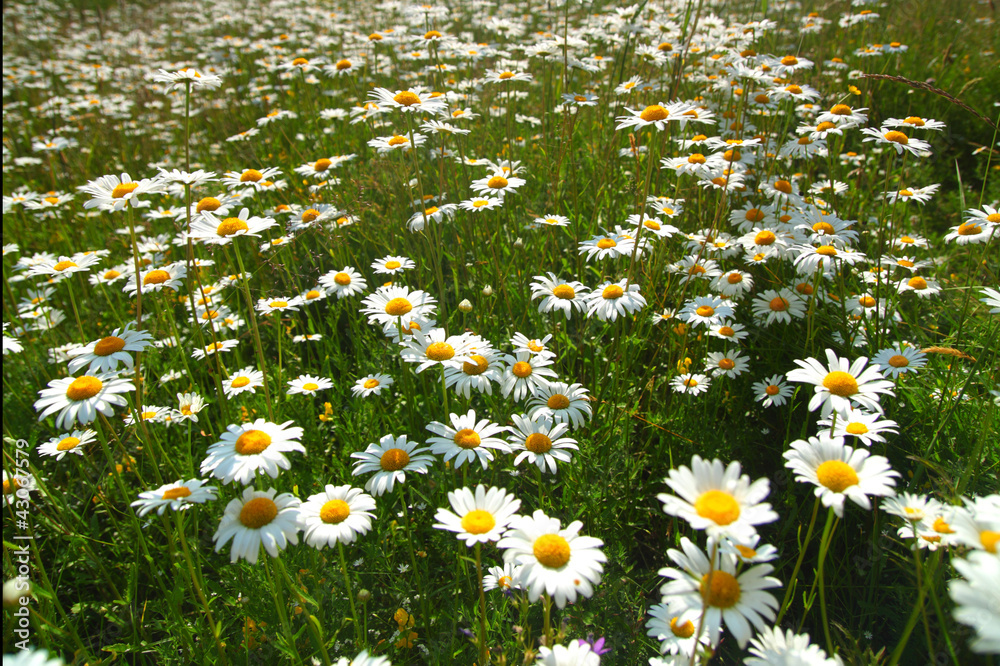 field with white daisies field with white daisies