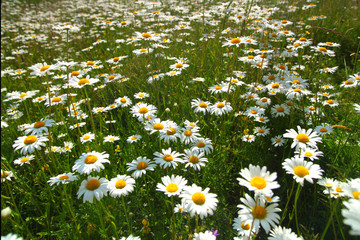 Papier peint photo Marguerites Prairie fleurie de marguerites éclatantes  © yellowj