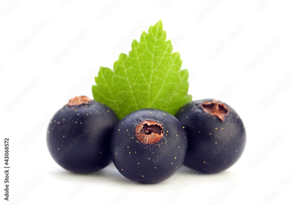 Black currant with leaf Black currant with leaf