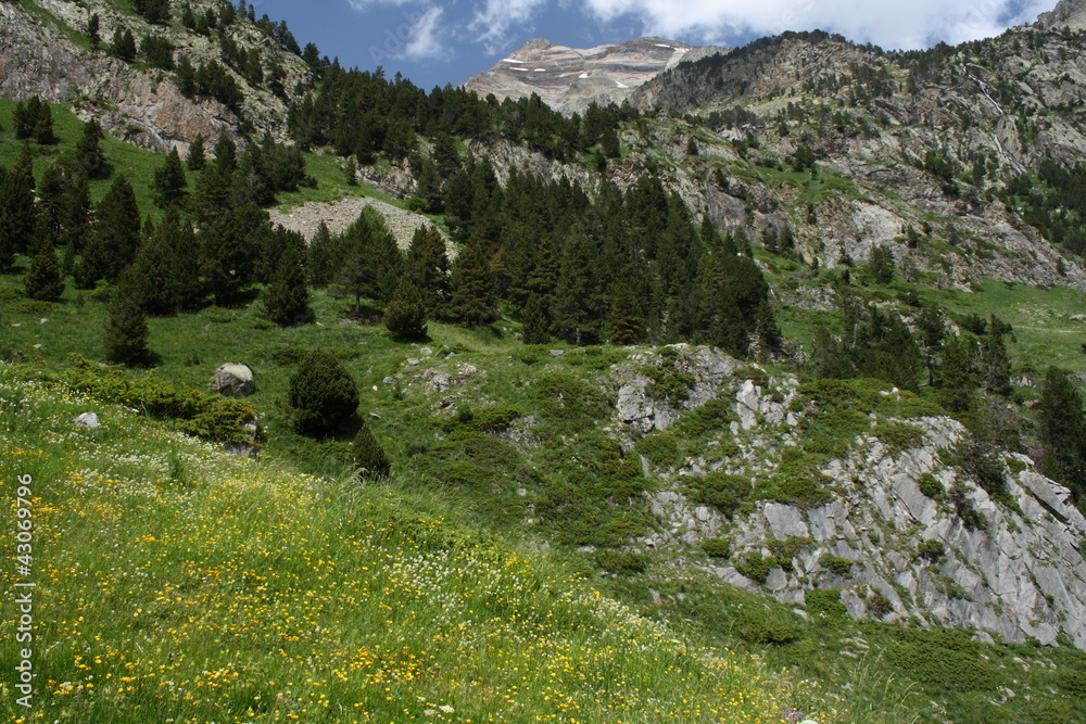 alpine meadow in Pyrenees