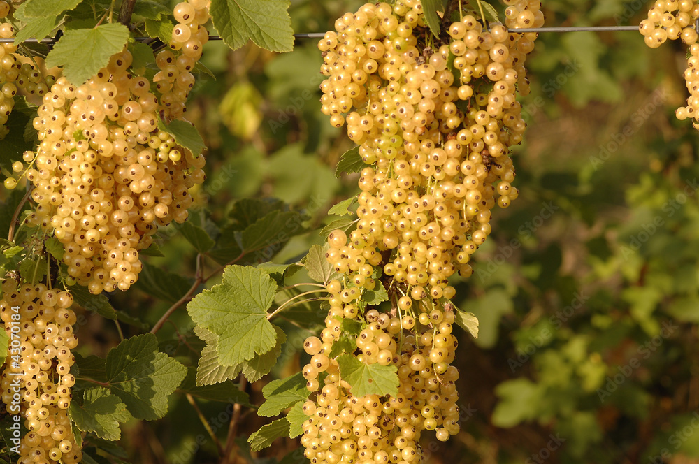 gelbe Johannisbeeren StockFoto Adobe Stock