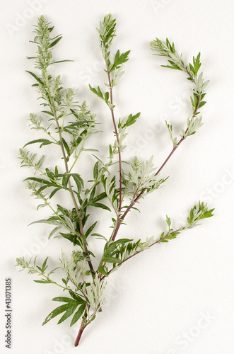 Artemisia vulgaris / Armoise commune