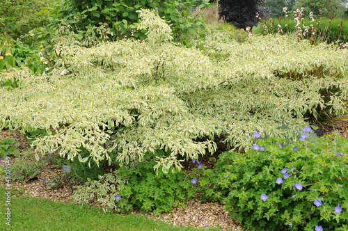 Brittany, le Jardin Lepage in Pleumeur Bodou photo