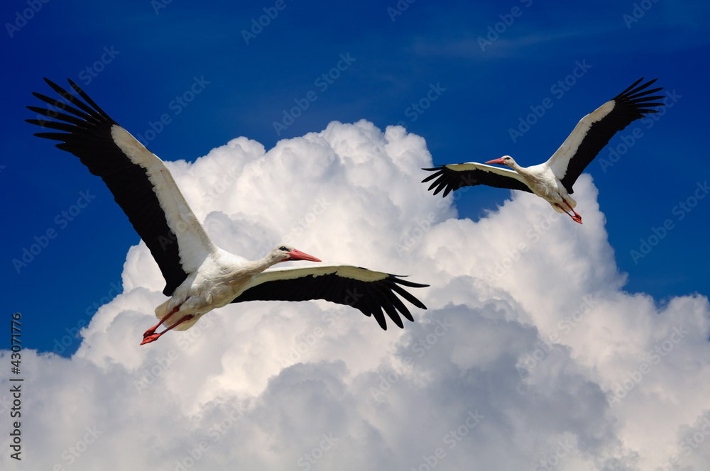 Obraz premium Storks Flying in the Sky with Wings Spread