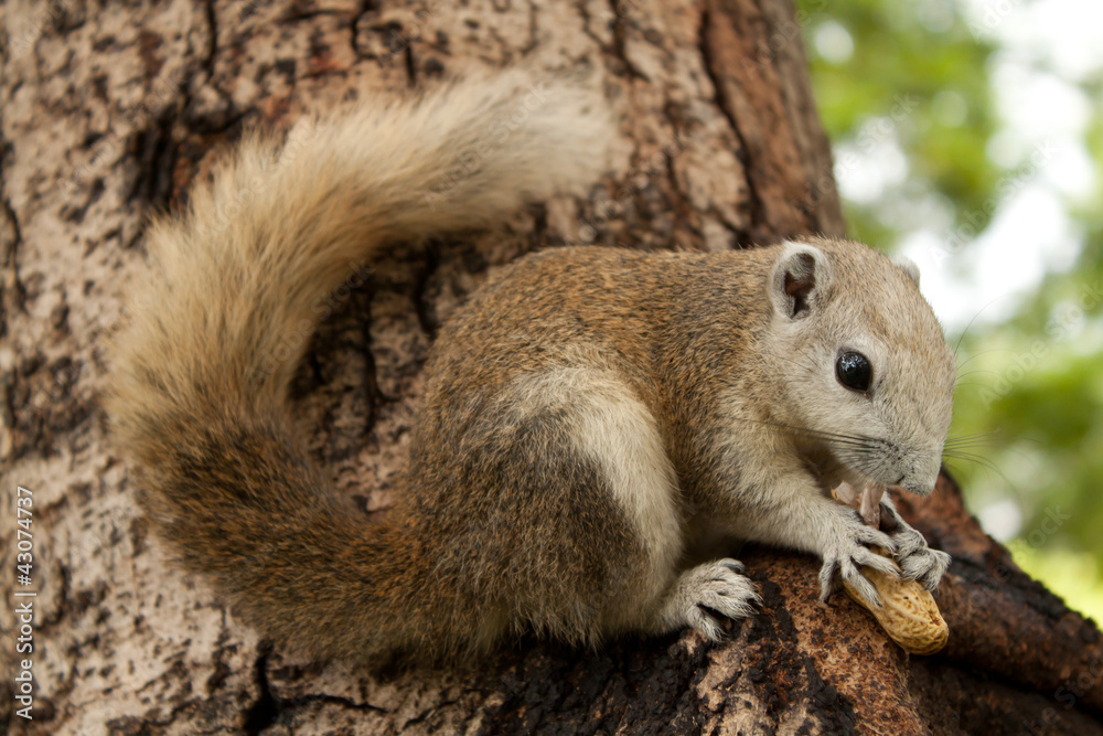 Squirrel Squirrel