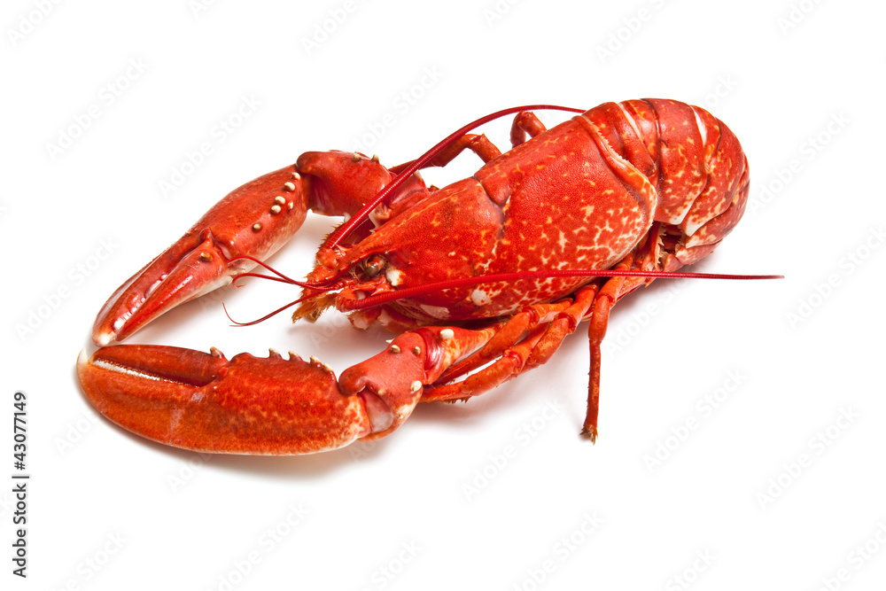 Cooked common lobster.