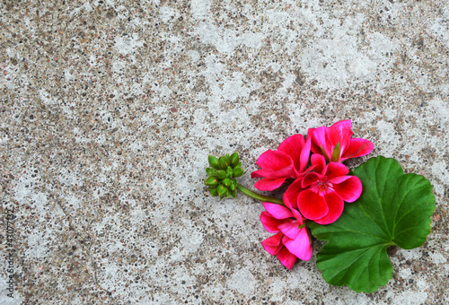 Fototapeta Naklejka Na Ścianę i Meble -  Geranium pelargonium flowers