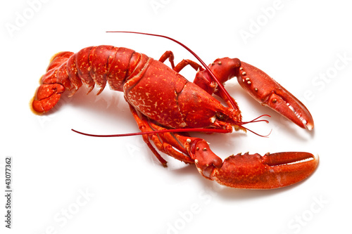 Murais de parede lobster isolated on a white studio background.