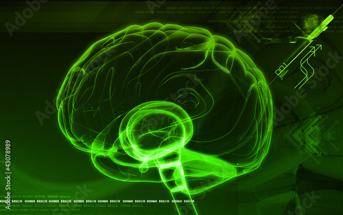 human brain