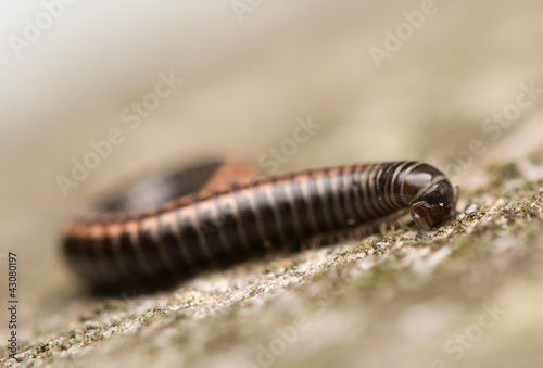 Obraz na płótnie Myriapoda w salonie