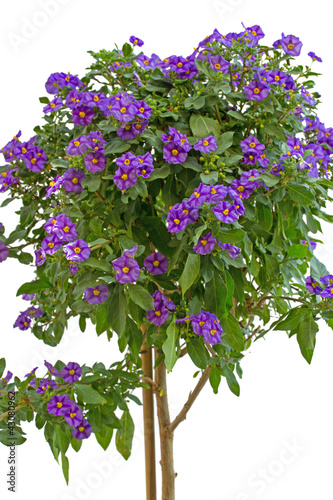 Fototapeta Naklejka Na Ścianę i Meble -  Enzianbaum (solanum rantonetii)
