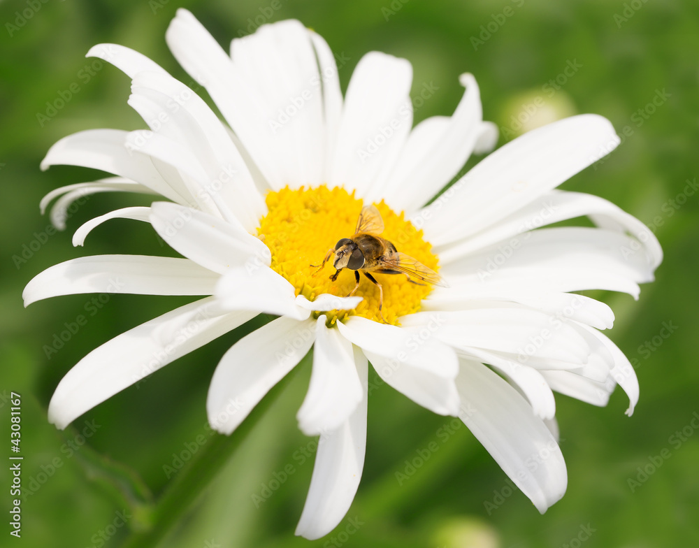 Obraz premium Bee on chamomile collecting honey