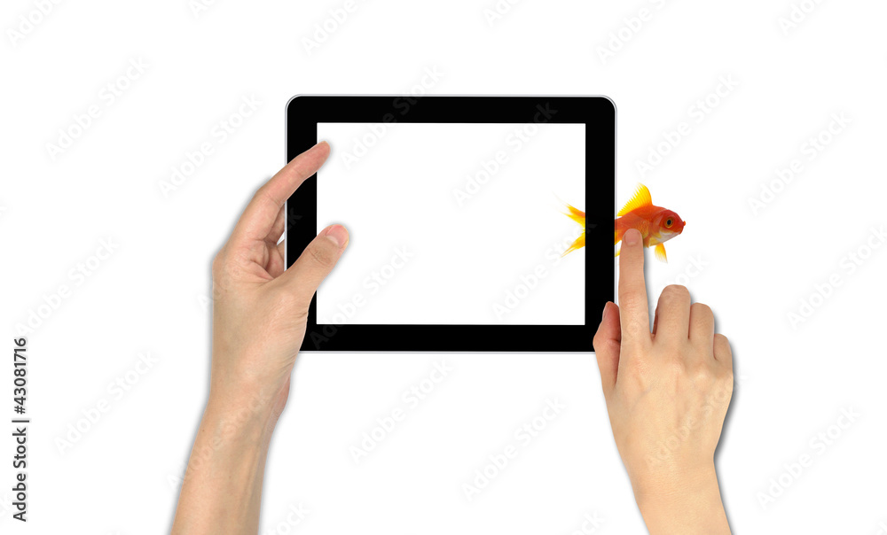 goldfish leader on white background, unique and diffrent busines goldfish leader on white background, unique and diffrent busines