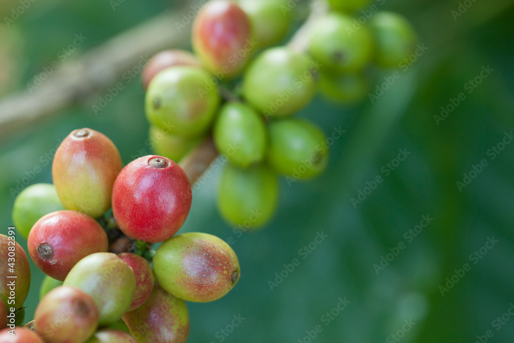 Coffee beans on plant