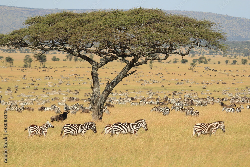 Migration in the Serengeti - obrazy, fototapety, plakaty 