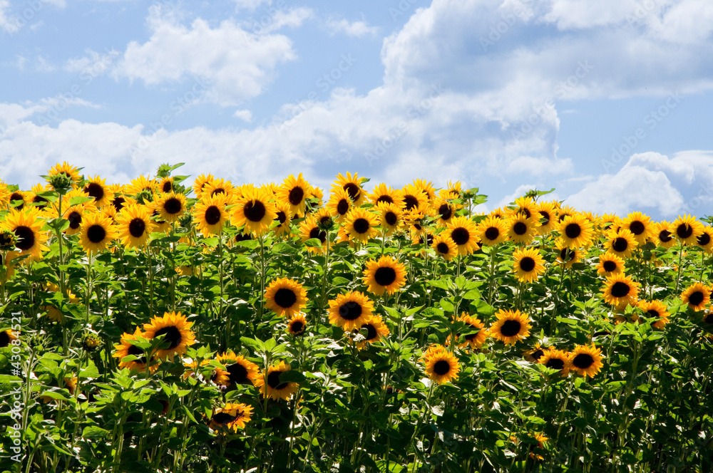 Fototapeta premium Sonnenblumen
