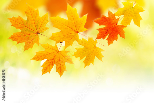 composition with yellow autumn leaves