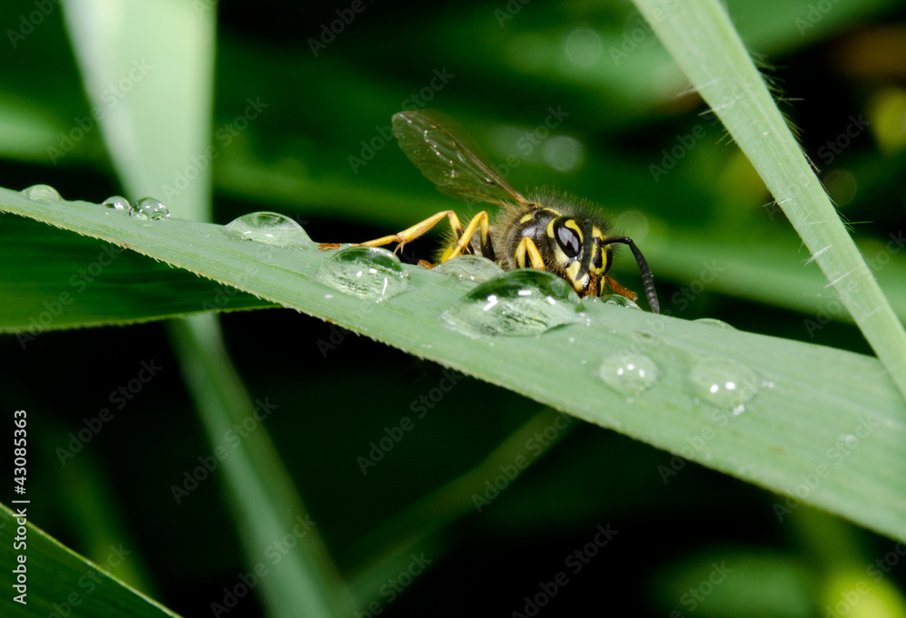 thirsty wasp, raindrops on reed thirsty wasp, raindrops on reed