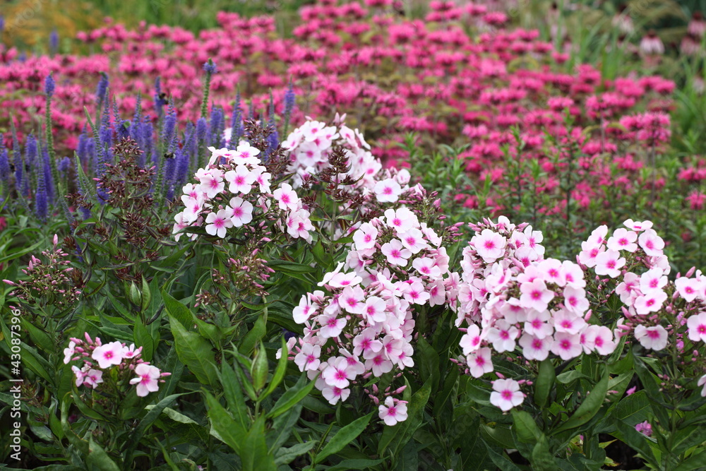 Obraz premium Phlox