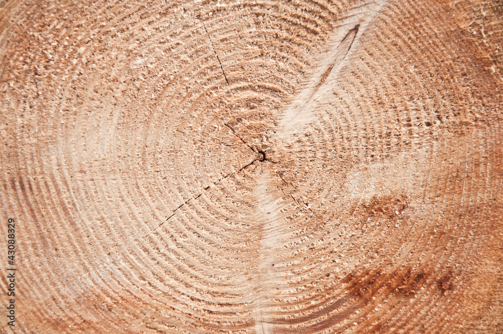 Naklejka premium Drewno słoje 2