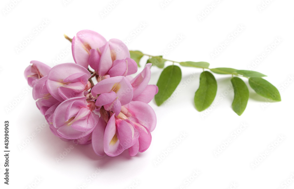 Acacia (Bristly Locust) flowers