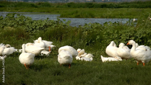 White geese near a pond