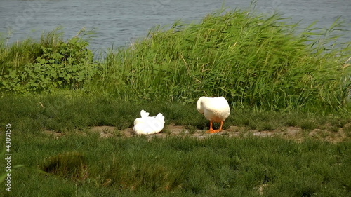 White geese near a pond