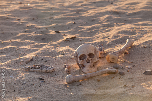 Skull and bones in morning desert