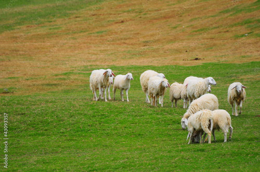 Herd of sheep on the green field Herd of sheep on the green field