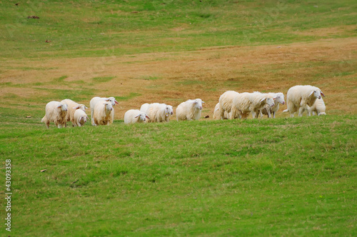 Flock of Sheep in a green field