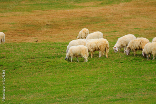Herd of sheep eating green grass on the green field