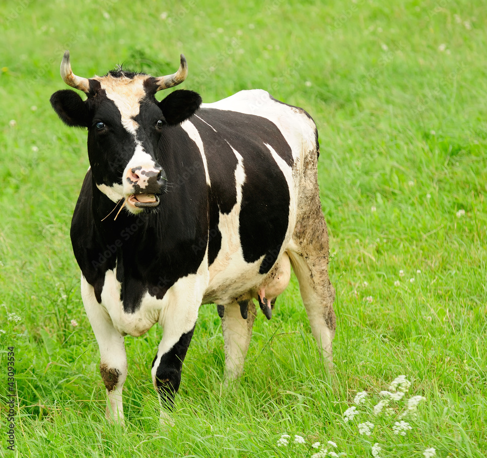 Surprised Cow in Pasture