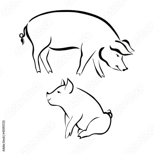 Pigs animals farm