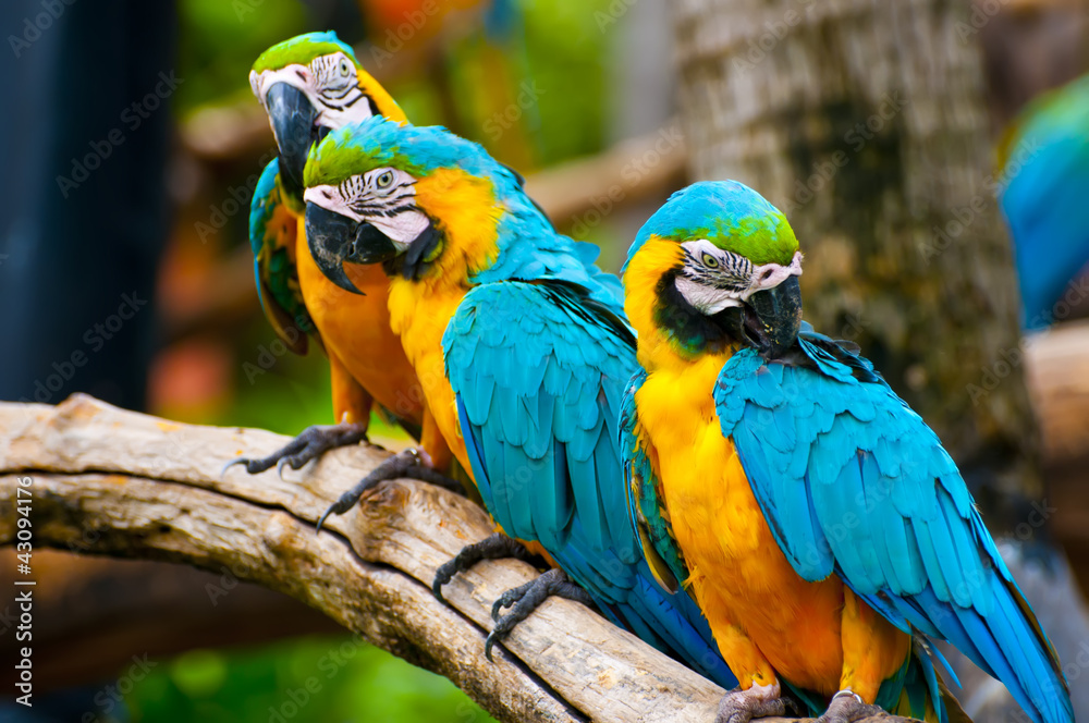 colorful macaw