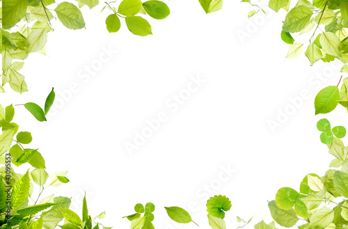 Принти на полотні green fresh leaves frame