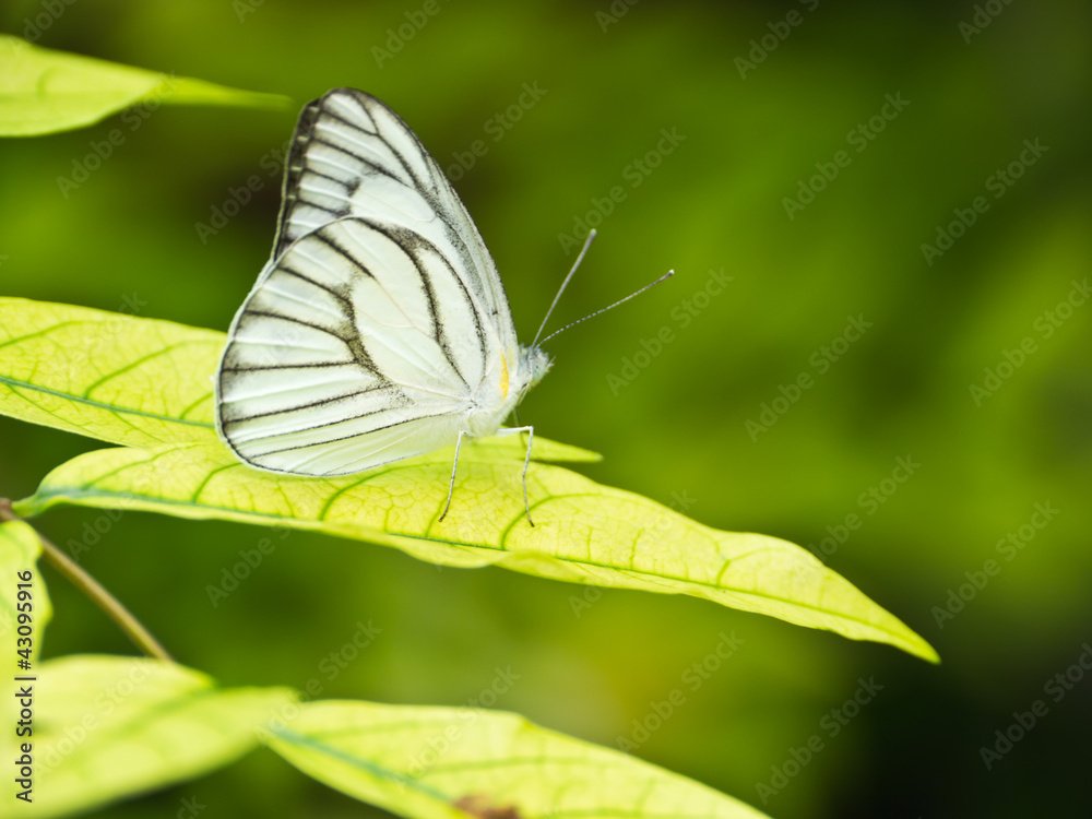 White butterfly White butterfly