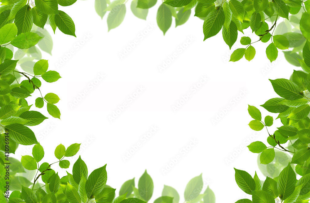 green fresh leaves frame