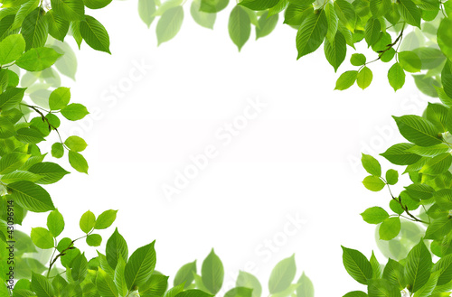 green fresh leaves frame