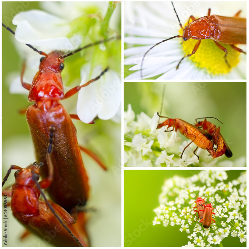 Rotgelber Weichkäfer- Rhagonycha fulva photo