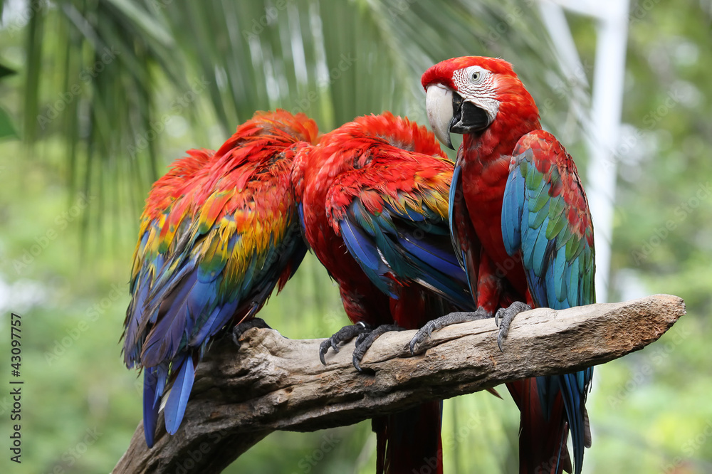Macaw colorful