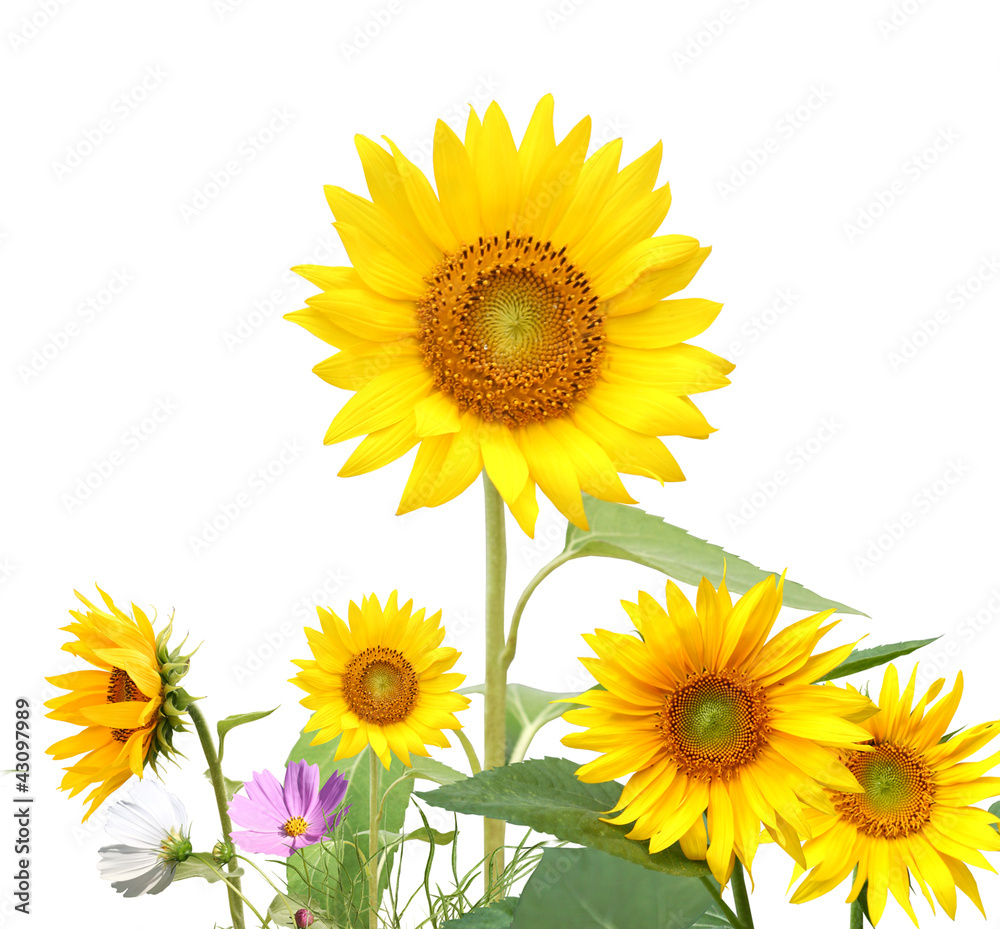 Yellow sunflower isolated on white Yellow sunflower isolated on white